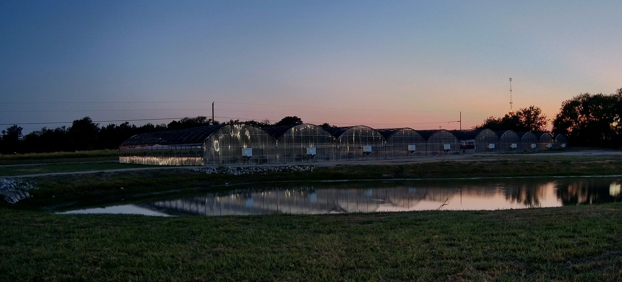The Color Source Farm greenhouse range at dusk, reflected in the irrigation pond